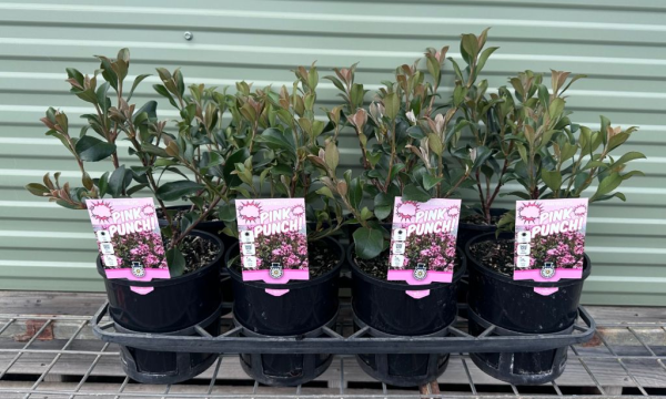 Rhaphiolepis indica Pink Punch