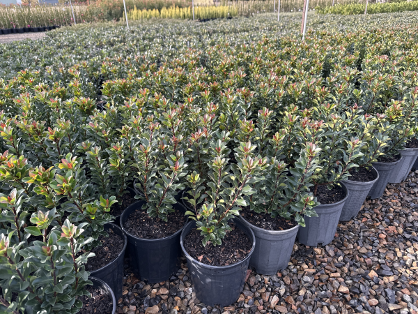 Rhaphiolepis indica 'Snow Maiden'