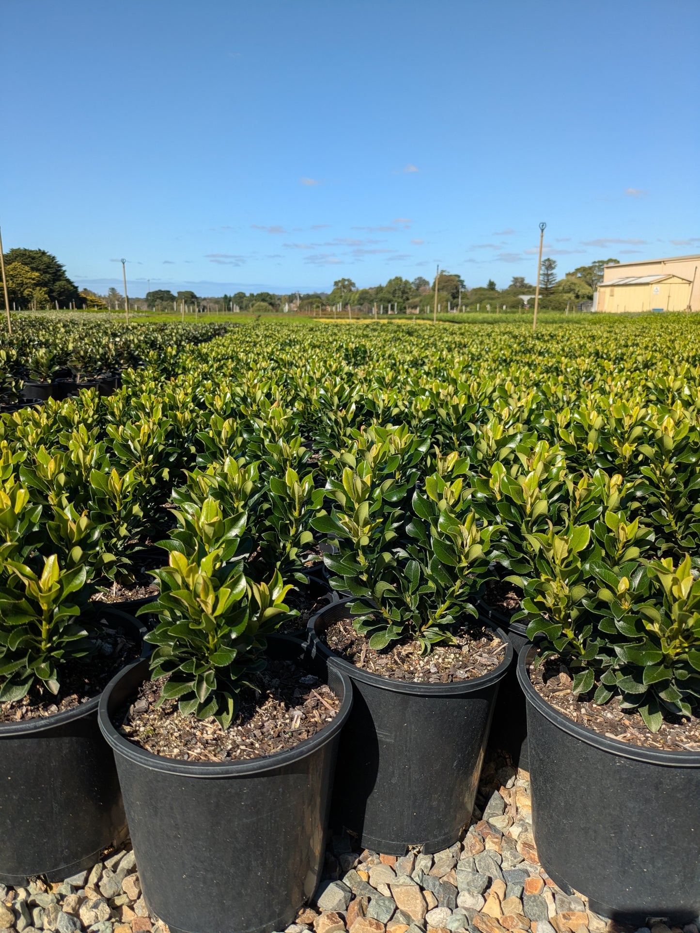 Rhaphiolepis indica 'Snow Maiden'