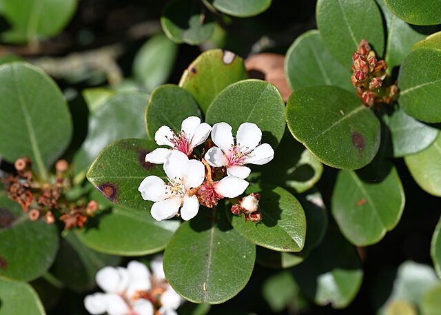 Rhaphiolepis umbellata