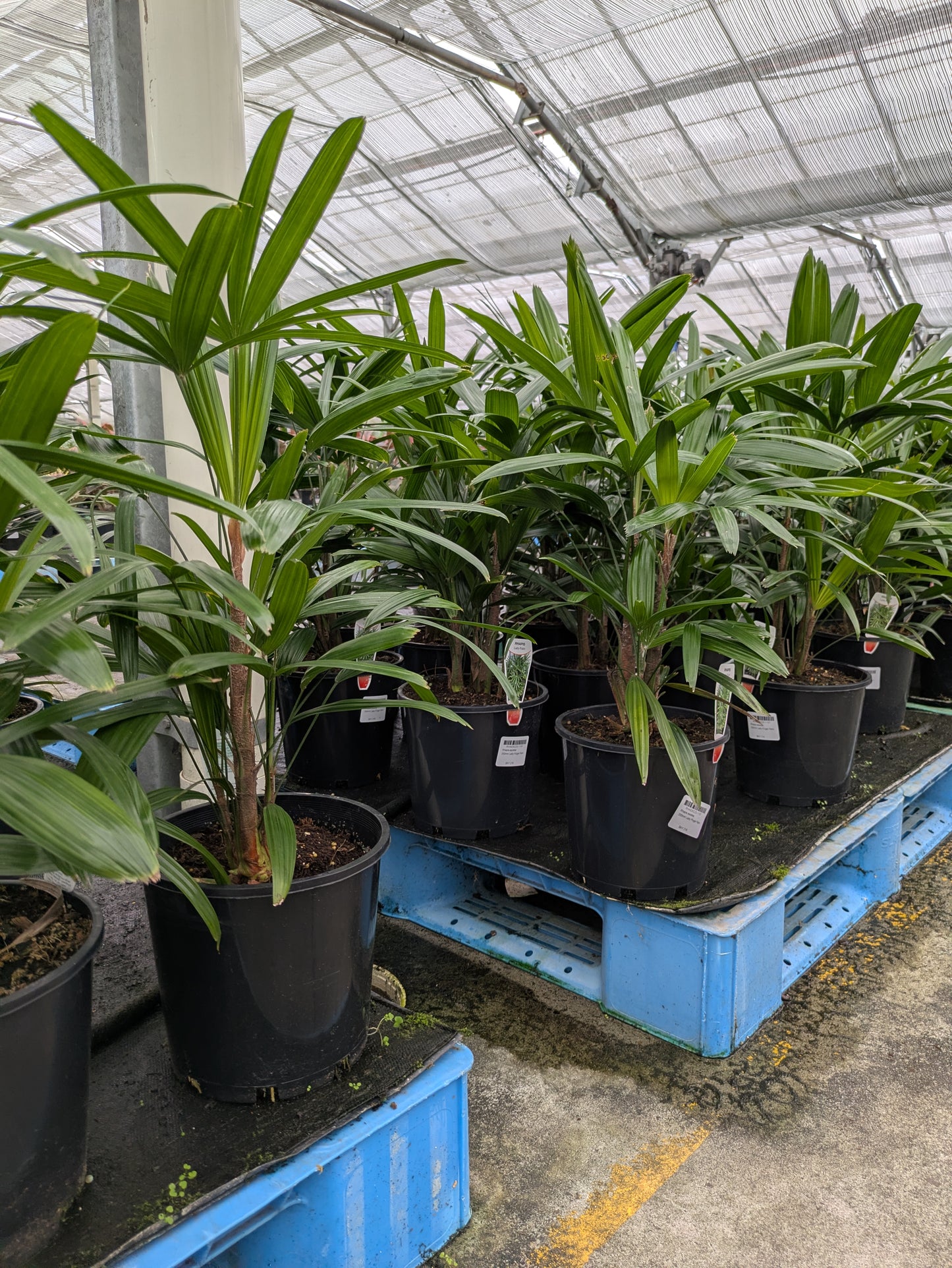 Rhapis excelsa