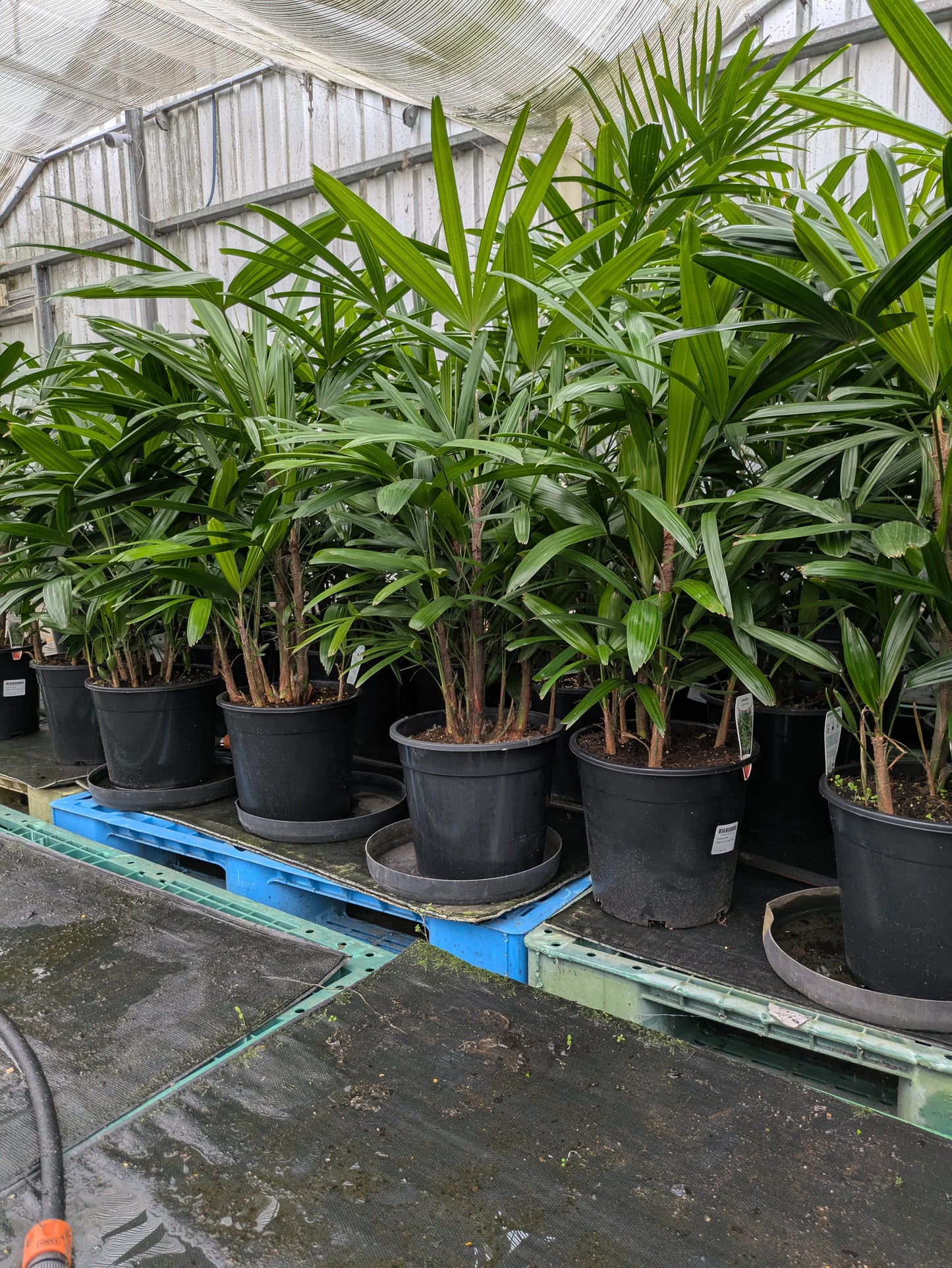 Rhapis excelsa