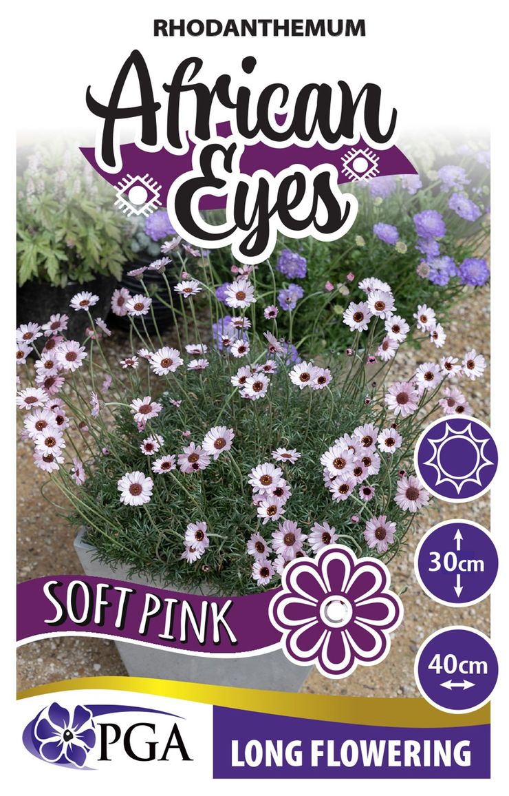 Rhodanthemum ‘Soft Pink AFRICAN EYES’