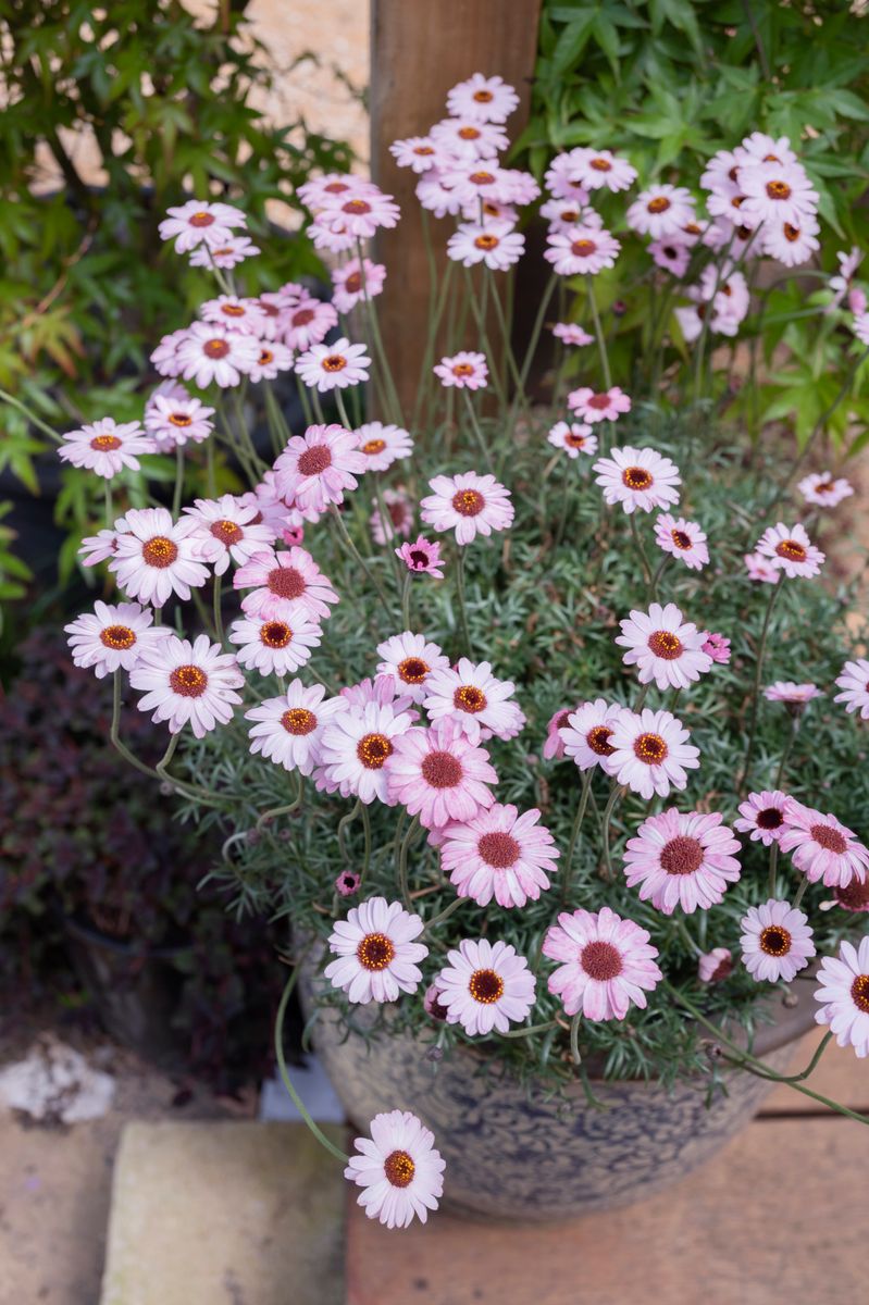 Rhodanthemum ‘Soft Pink AFRICAN EYES’