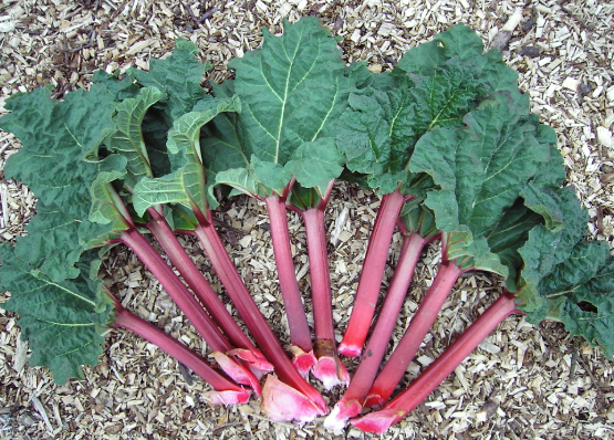 Rhubarb - Rheum rhabarbarum