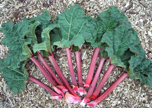 Rhubarb - Rheum rhabarbarum
