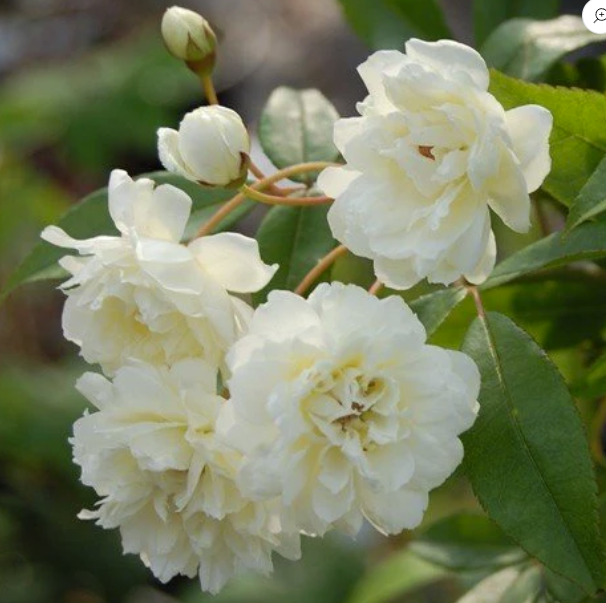 Rosa Banksiae Alba