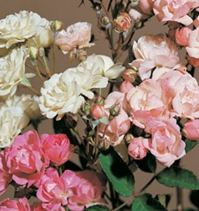 Rosa chinensis Angel Wings