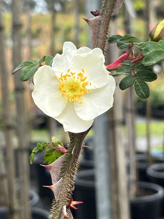 Rose - Sericea Pteracantha Wingthorn