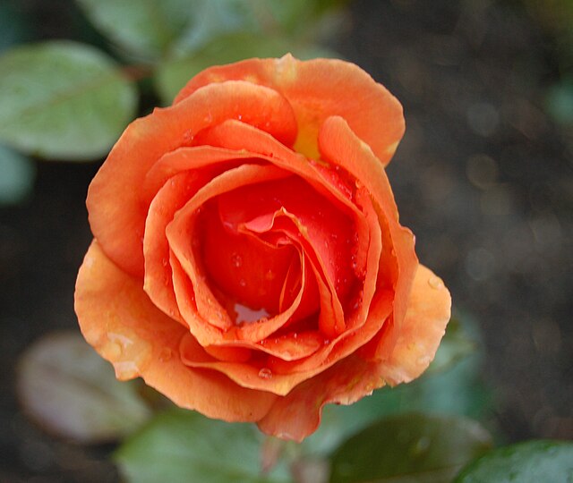 Rose - Ashram