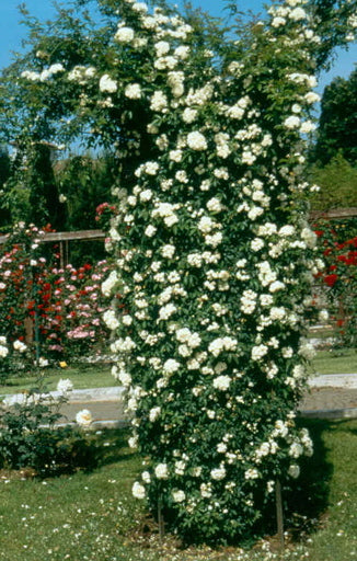 Rose - Banksia Alba