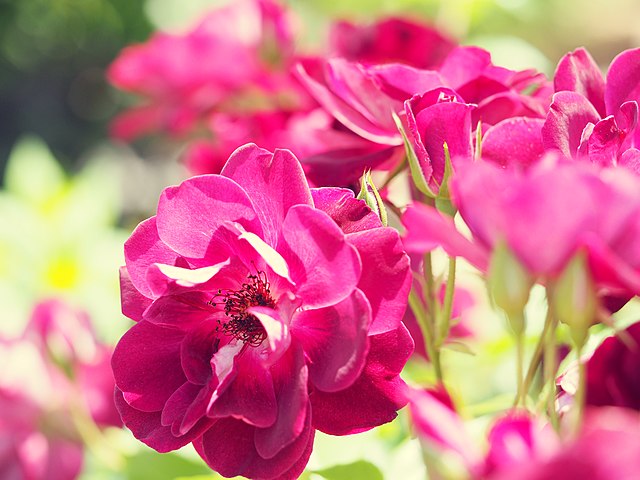 Rose - Burgundy Iceberg