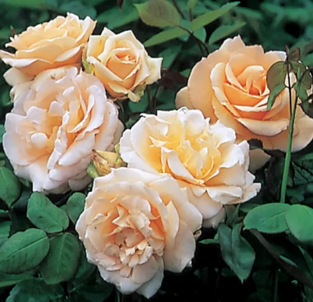 Rose - Apricot Nectar