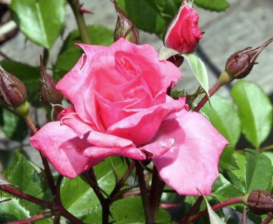 Rose - Bewitched