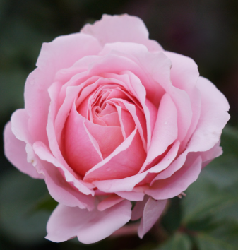 Rose - Bridal Bouquet