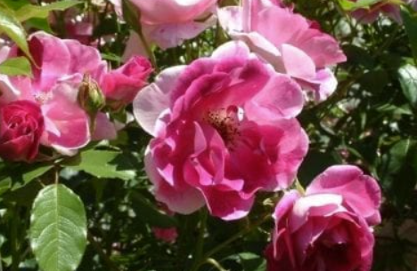 Rose - Brilliant Pink Iceberg