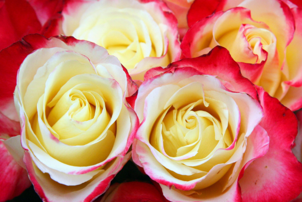 Rose - Double Delight