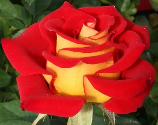 Rose - Ketchup and Mustard