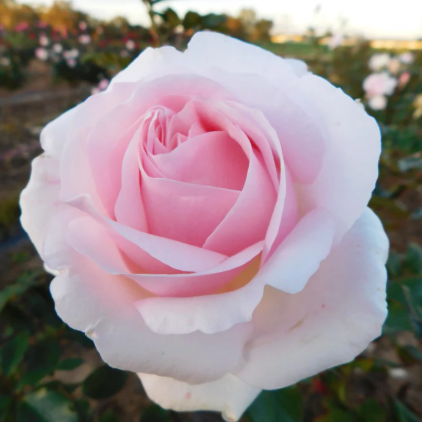 Rose - Mothers Love