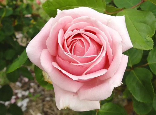 Rose - The Childrens Rose