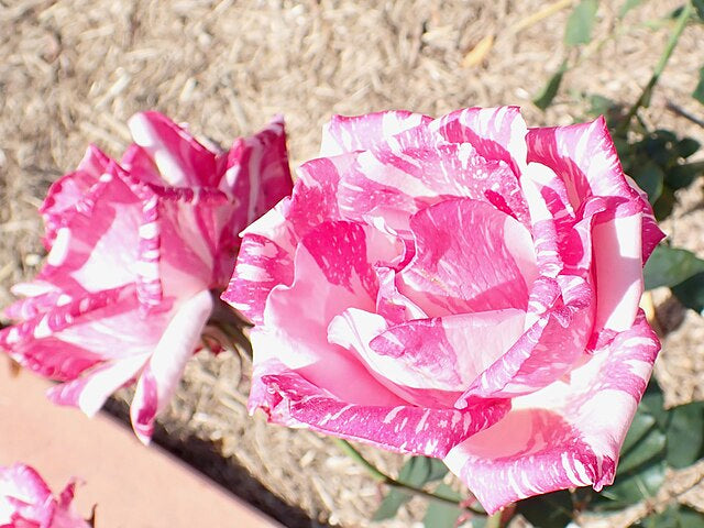 Rose - Candy Stripe