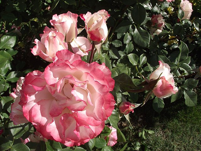 Rose - Carmagnole