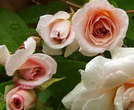 Rose - Cecile Brunner