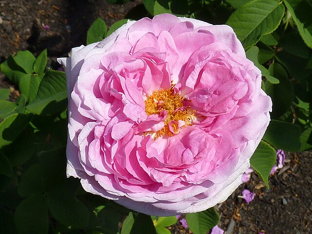 Rose - Comte de Chambord