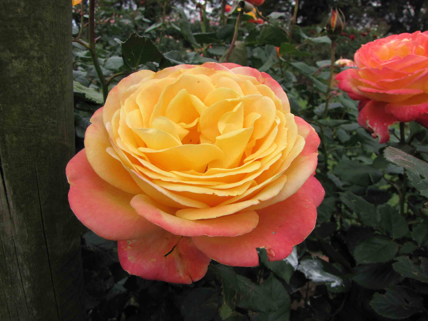 Rose - Dame Elizabeth Murdoch