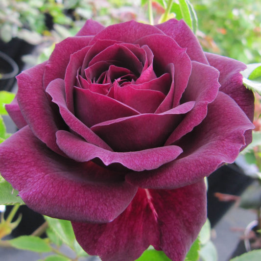 Rose - Ebb Tide
