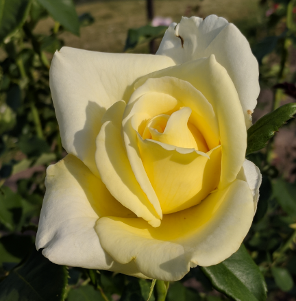Rose - Elina