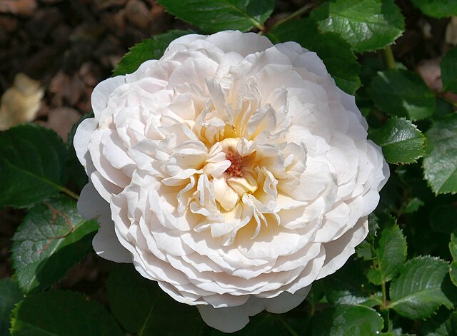 Rose - Emily Bronte