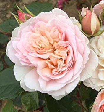 Rose - Emily Bronte