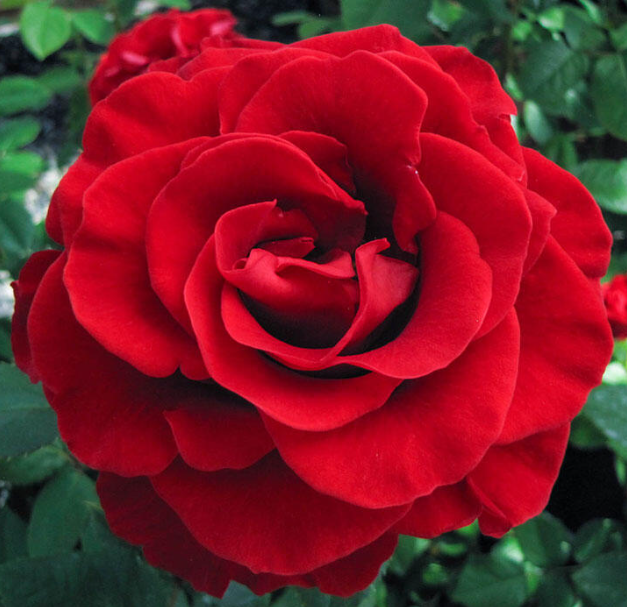 Rose - Firefighter