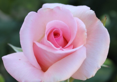 Rose - Flamingo