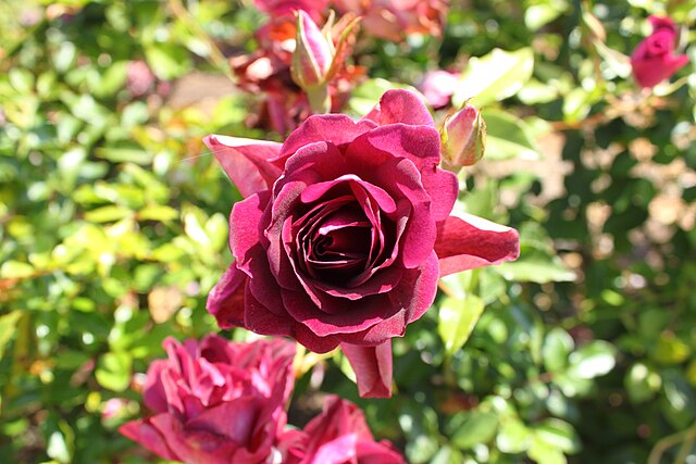 Rose - Fragrant Plum