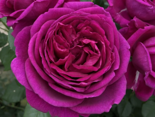 Rose - Fur Elise