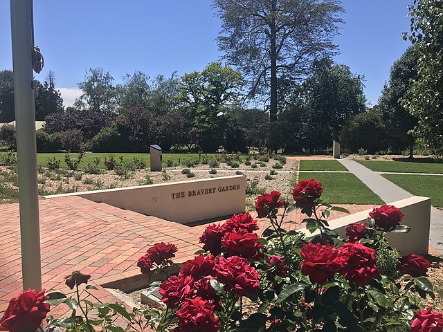 Rose - Gallipoli Centenary Rose