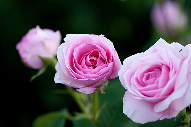 Rose - Gertrude Jekyll