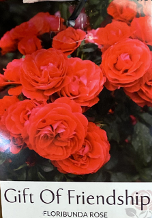 Rose - Gift of Friendship