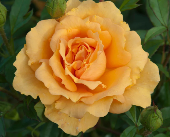Rose - Golden Beauty