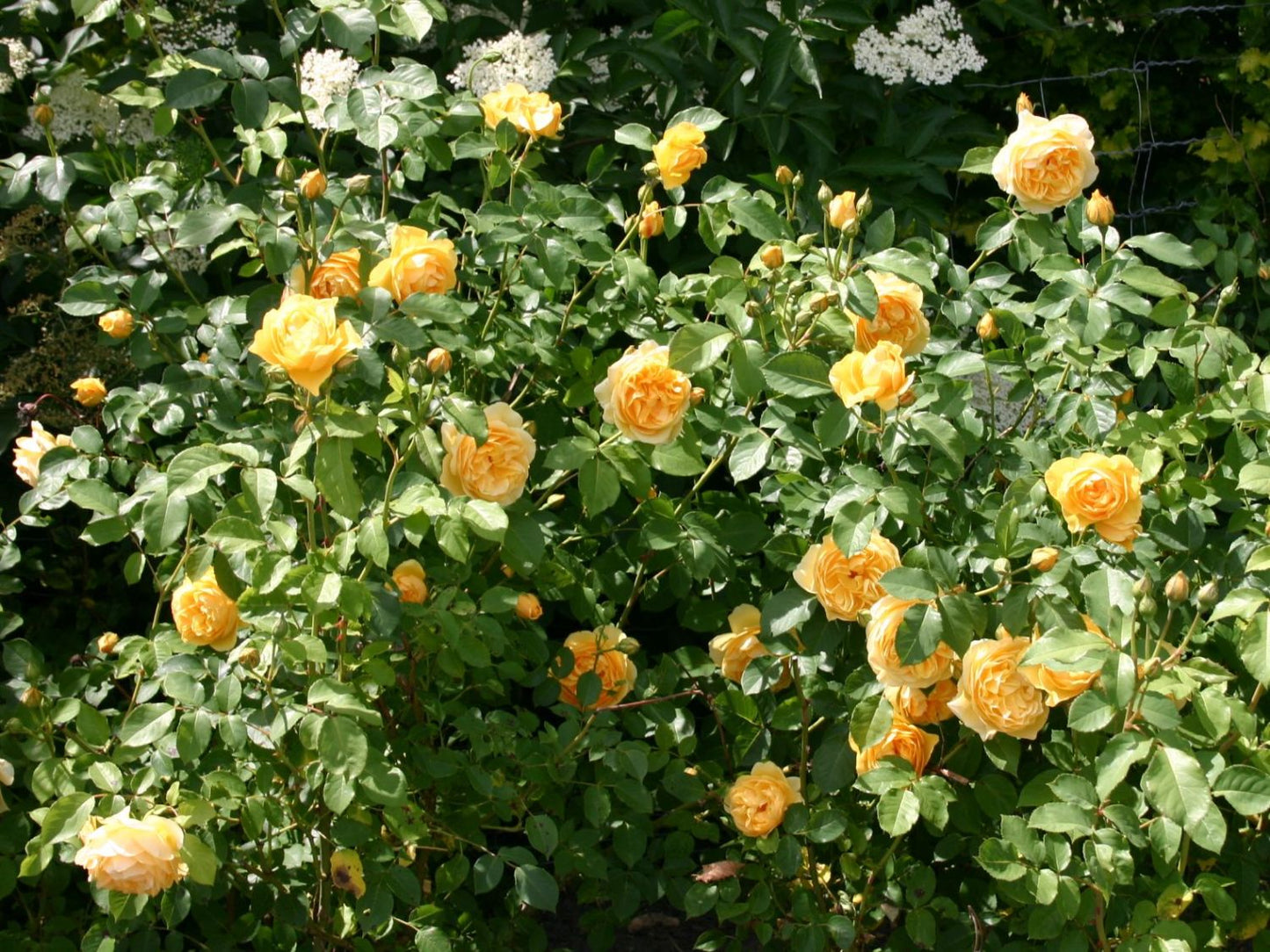 Rose - Graham Thomas