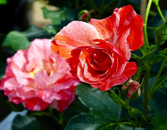 Rose - Grimaldi