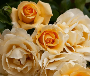 Rose - Happy Birthday