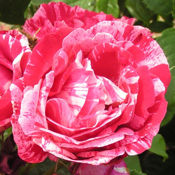 Rose - Henri Mattisse