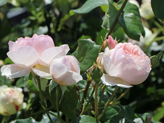 Rose - Heritage