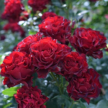 Rose - Homage a Barbara