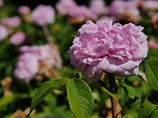 Rose - Jaques Cartier