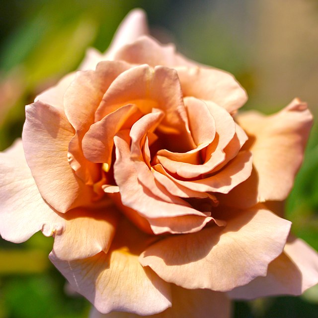 Rose - Julia's Rose