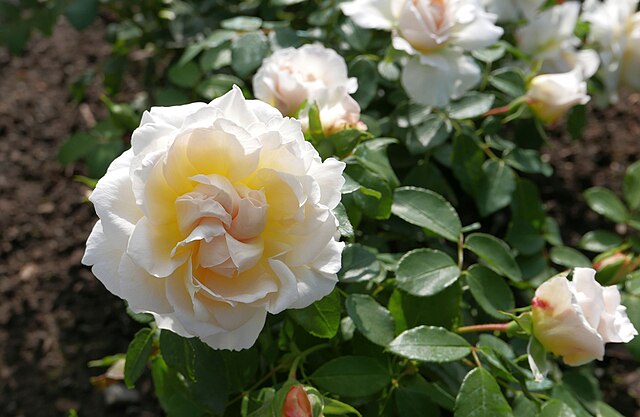 Rose - Kosmos